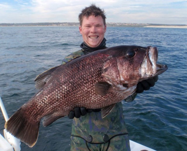 First Dhuie 11kg